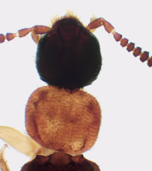 Atheta pennsylvanica