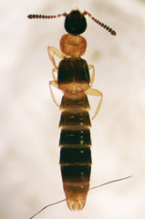 Atheta pennsylvanica