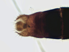 Atheta pennsylvanica