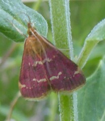 Pyrausta signatalis