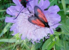 Zygaena osterodensis
