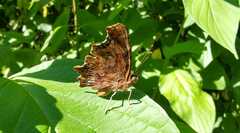 Polygonia c-album
