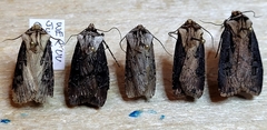 Agrotis obliqua