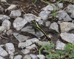 Gomphurus fraternus