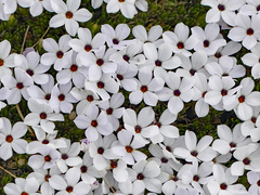 Phlox condensata