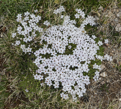 Phlox condensata