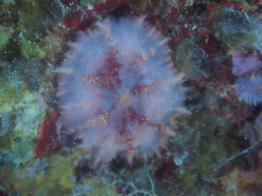 Discosoma carlgreni