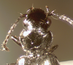 Syntomus americanus