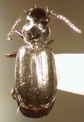 Syntomus americanus