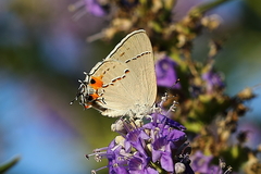 Strymon melinus