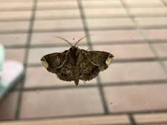 Adrapsa quadrilinealis