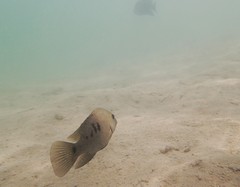 Herichthys minckleyi