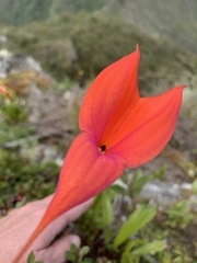 Masdevallia veitchiana