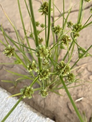 Cyperus pseudovegetus