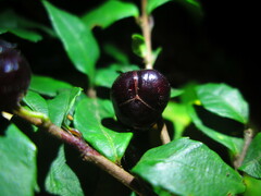 Rhamnus diffusa
