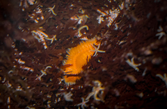 Lissothuria nutriens