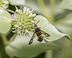 Synanthedon decipiens