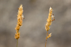 Anthoxanthum aristatum