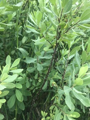 Myrica