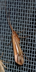 Limnephilus ornatus