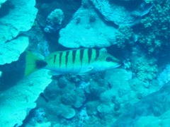 Lutjanus semicinctus