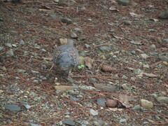 Streptopelia orientalis