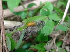 Emesis mandana