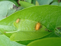 Emesis mandana