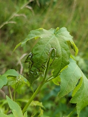 Phyllocnistis liquidambarisella
