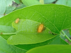 Emesis mandana