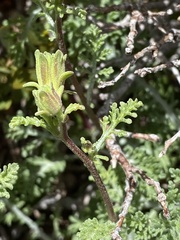 Chaenactis douglasii douglasii