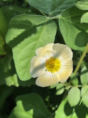 Kallstroemia rosei