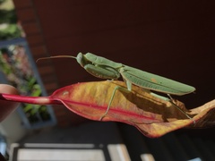Sphodropoda quinquedens
