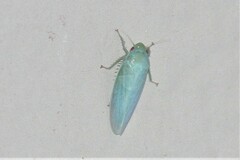 Gyponana angulata