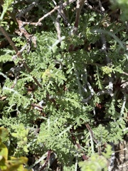 Chaenactis douglasii douglasii