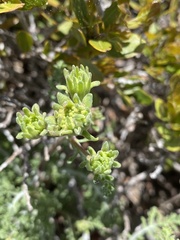 Chaenactis douglasii douglasii