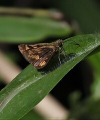 Vinius pulcherrimus