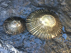 Cellana
