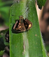 Vinius pulcherrimus