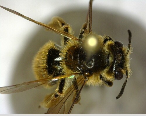 iNaturalist observation photo of Ptilandrena