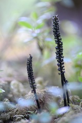 Risleya atropurpurea