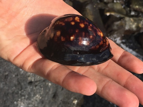 Cypraea mauritiana observed 2018-06-30