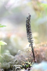 Risleya atropurpurea