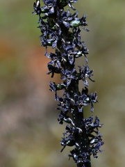 Risleya atropurpurea