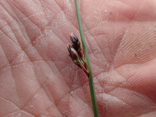 Image of Juncus arcticus by no rights reserved