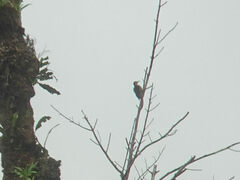 Melanerpes pucherani