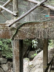 Selenicereus ocamponis