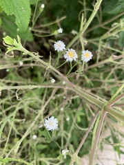 Holocheilus brasiliensis