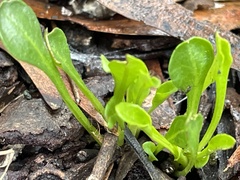 Ptilotus spathulatus