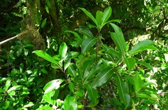 Pittosporum colensoi